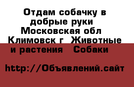 Отдам собачку в добрые руки - Московская обл., Климовск г. Животные и растения » Собаки   